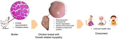 In vivo oxidative stress associated with growth-related myopathies in chicken and potential health impact: an opinion paper